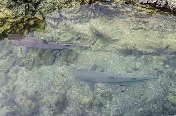 Tiburón Tintorera - islote Las Tintoreras - islas Galápagos - Ecuador 2.jpg